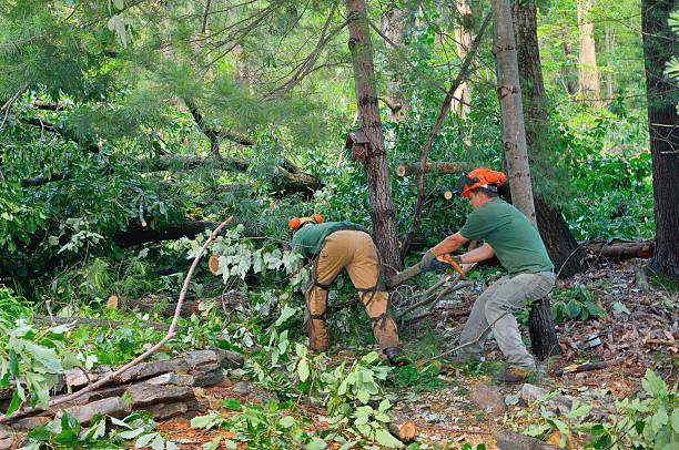 Seasonal Cleanup (Spring/Fall) in Dobbs Ferry, NY